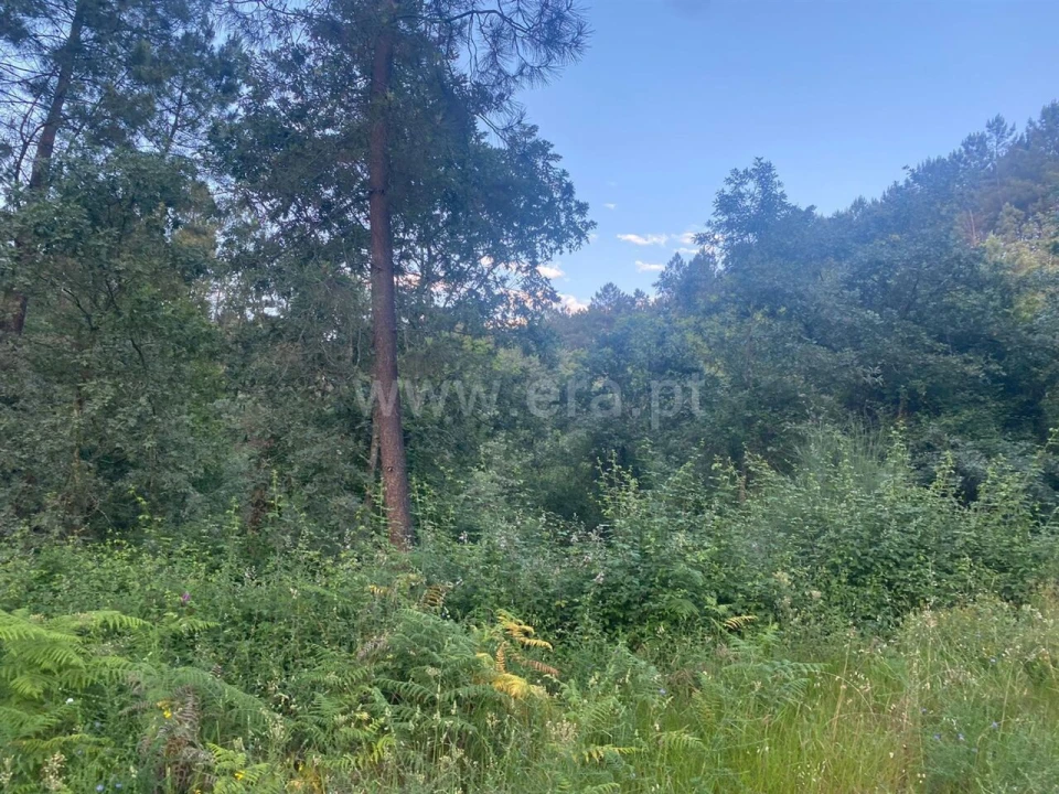 Terreno para Venda em Várzea, Aliviada e Folhada Foto 6