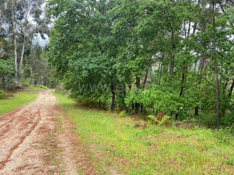Terreno para Venda em Várzea, Aliviada e Folhada Foto 1