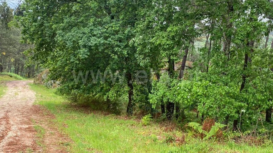 Terreno para Venda em Várzea, Aliviada e Folhada
