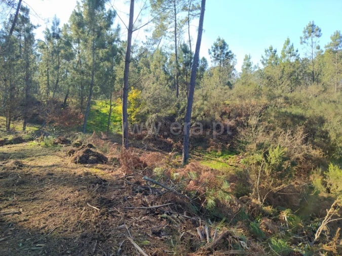 Terreno para Venda em Várzea, Aliviada e Folhada Foto 6