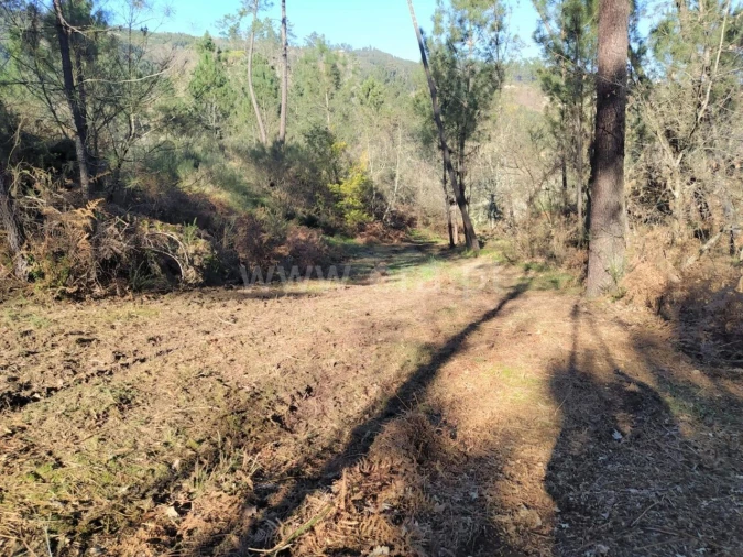 Terreno para Venda em Várzea, Aliviada e Folhada Foto 5