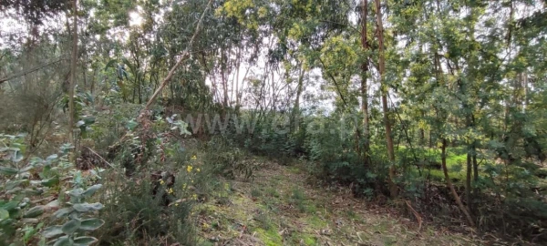 Terreno para Venda em Várzea, Aliviada e Folhada