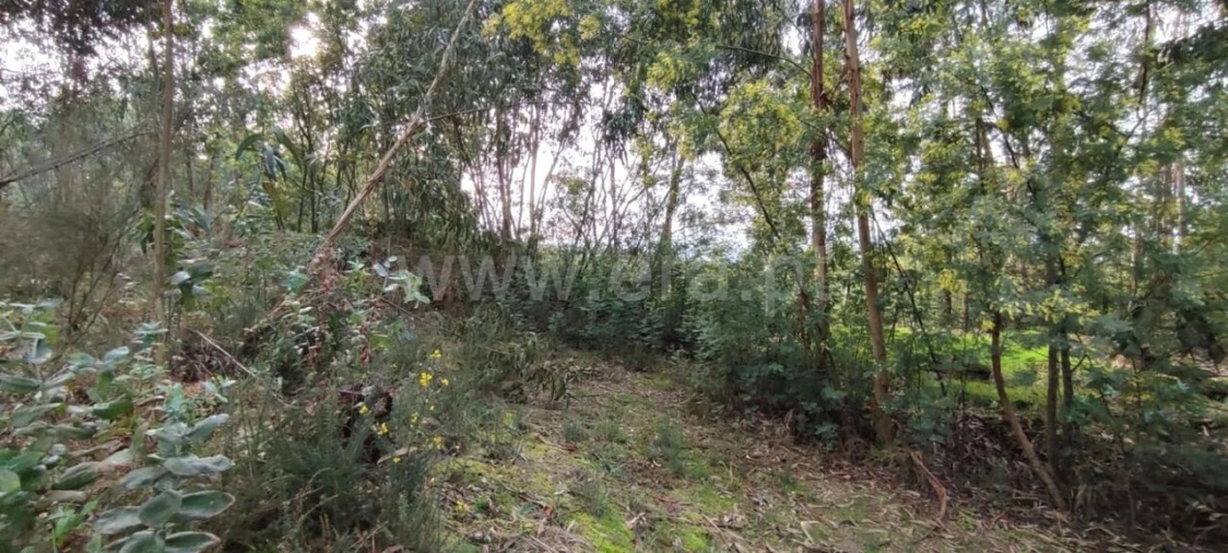 Terreno para Venda em Várzea, Aliviada e Folhada Foto 7