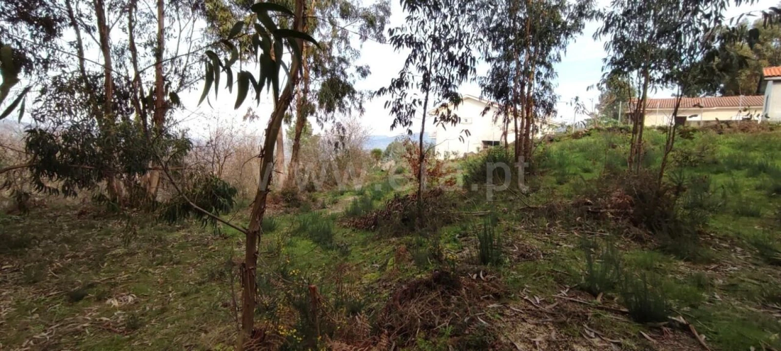 Terreno para Venda em Várzea, Aliviada e Folhada Foto 5