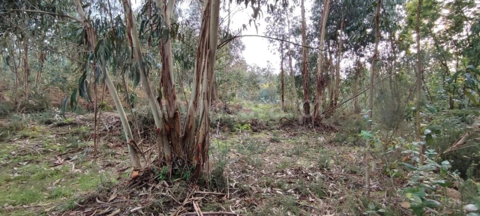 Terreno para Venda em Várzea, Aliviada e Folhada Foto 6