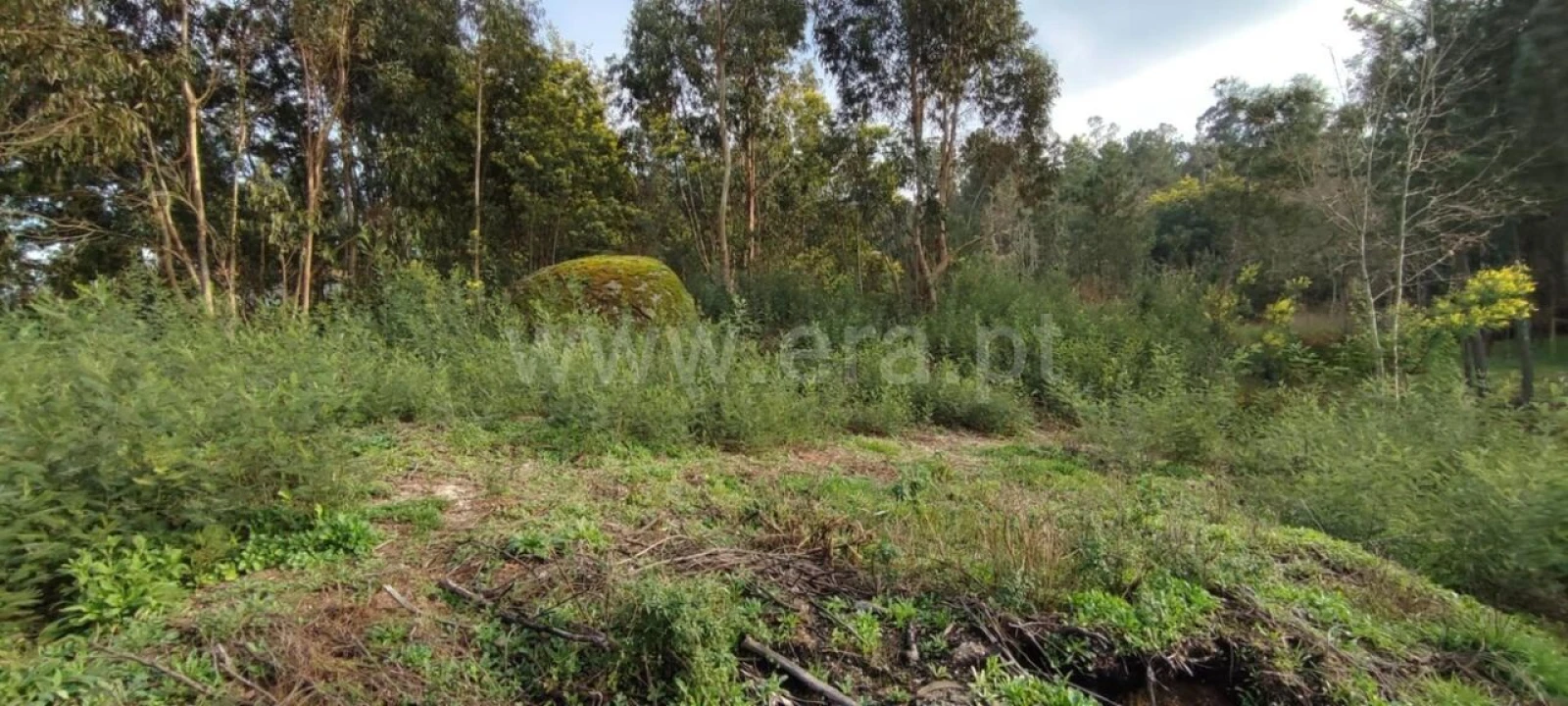 Terreno para Venda em Várzea, Aliviada e Folhada Foto 9
