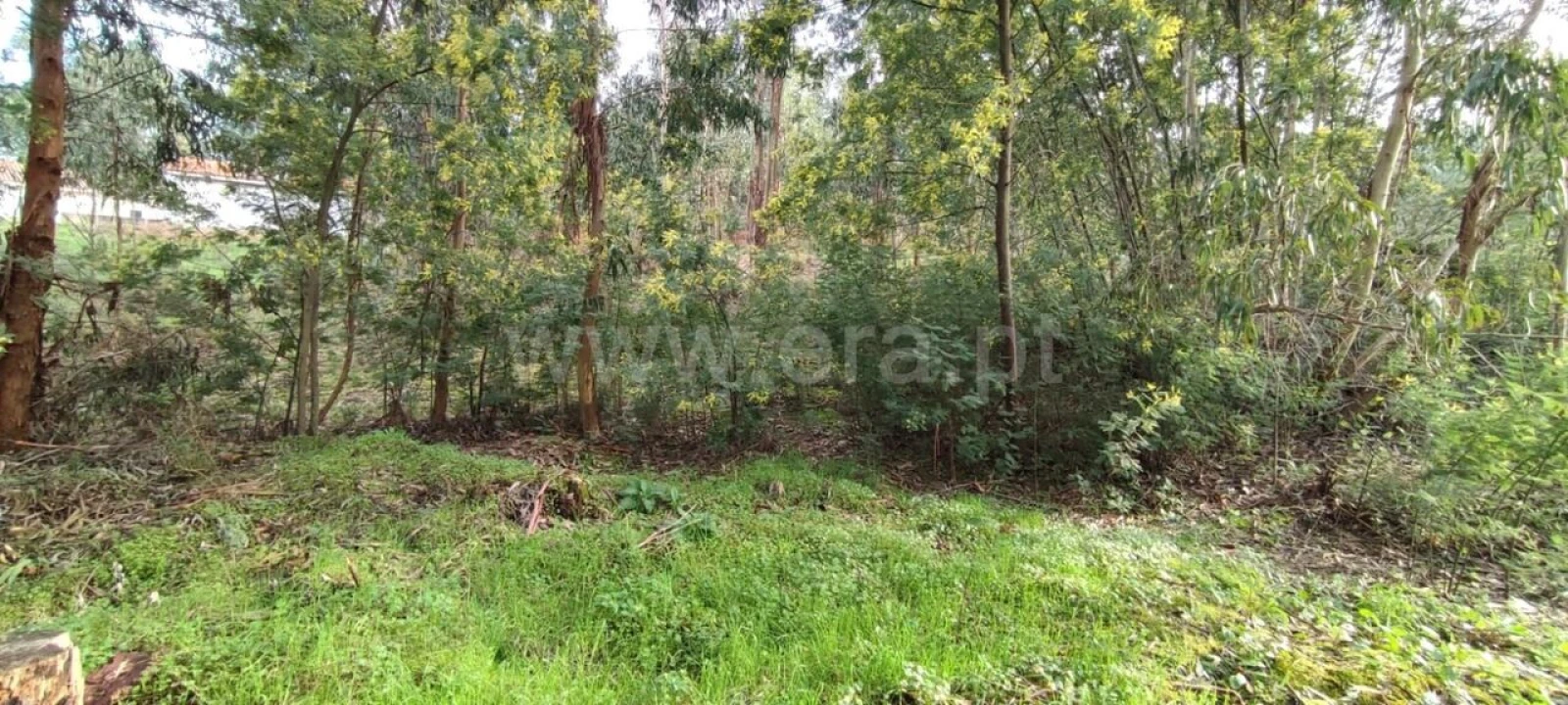 Terreno para Venda em Várzea, Aliviada e Folhada Foto 8