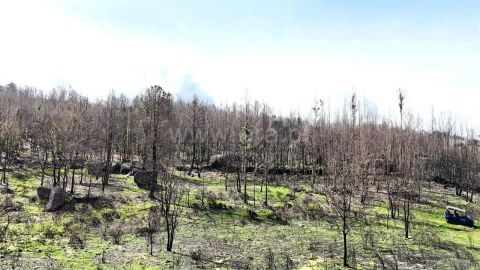 Terreno para Venda em Várzea, Aliviada e Folhada