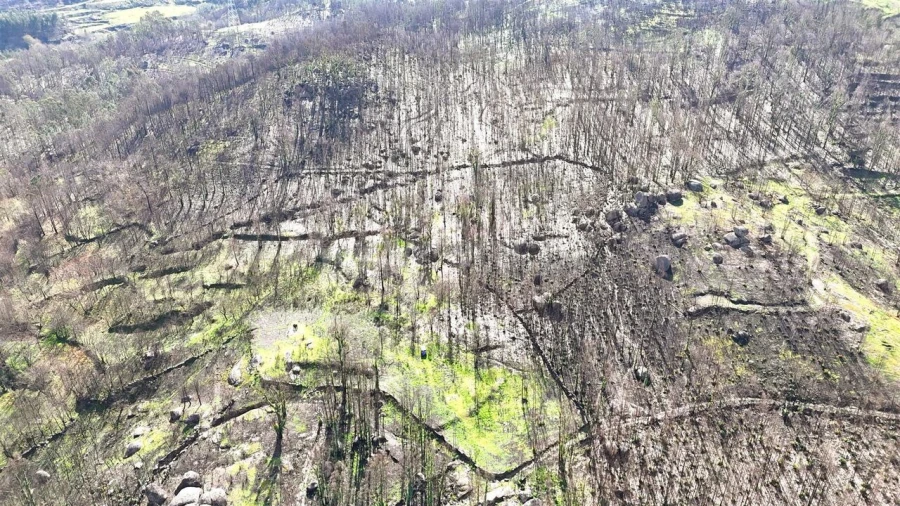 Terreno para Venda em Várzea, Aliviada e Folhada Foto 10