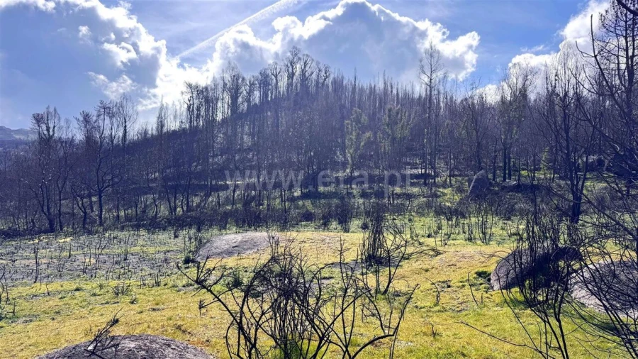 Terreno para Venda em Várzea, Aliviada e Folhada Foto 2