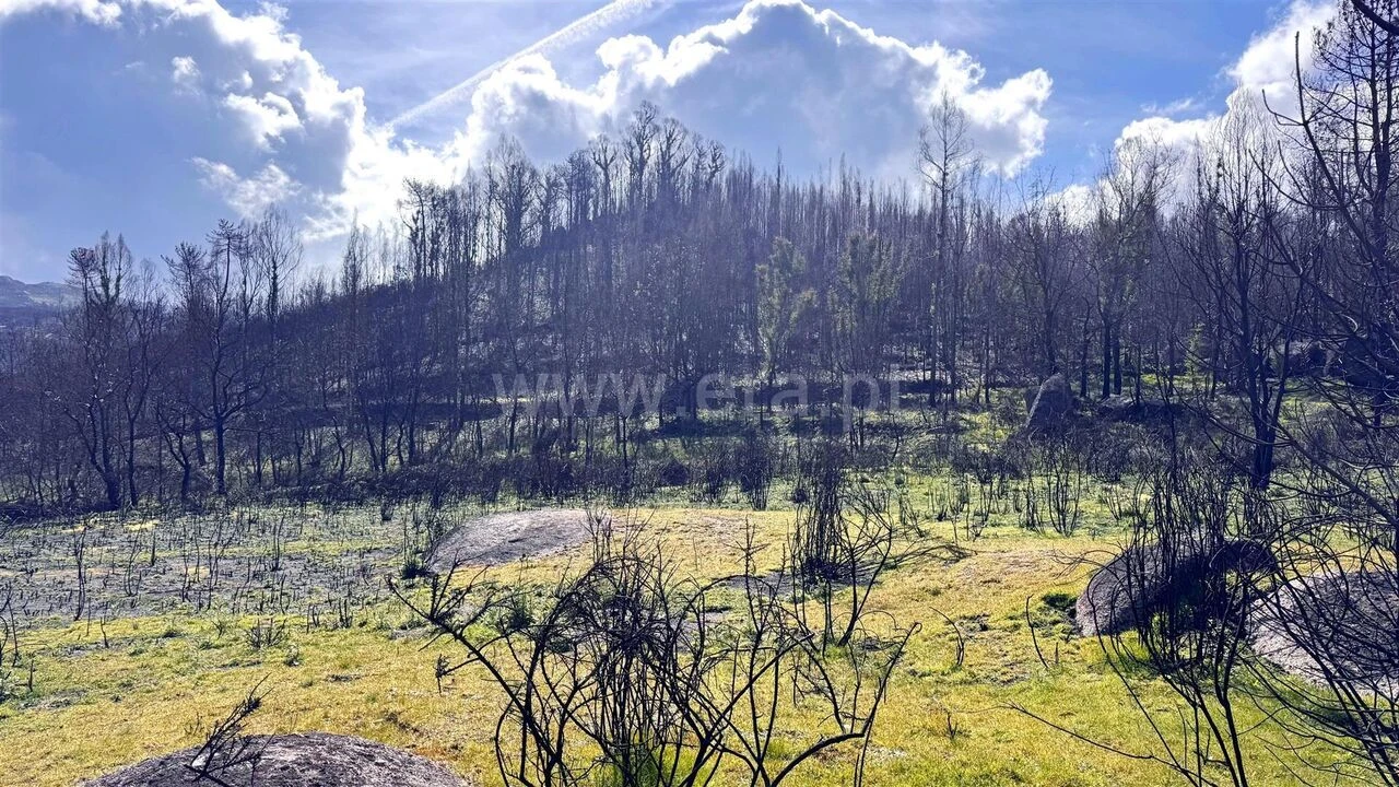 Terreno para Venda em Várzea, Aliviada e Folhada Foto 2