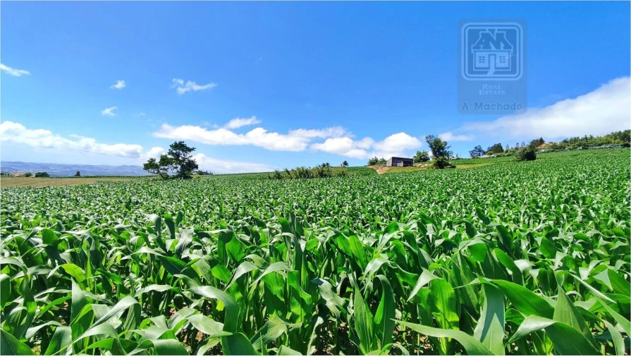 Terreno para Venda em Lagoa (Santa Cruz) Foto 14