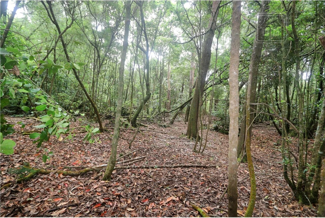 Terreno para Venda em Lagoa (Nossa Senhora do Rosario) Foto 11