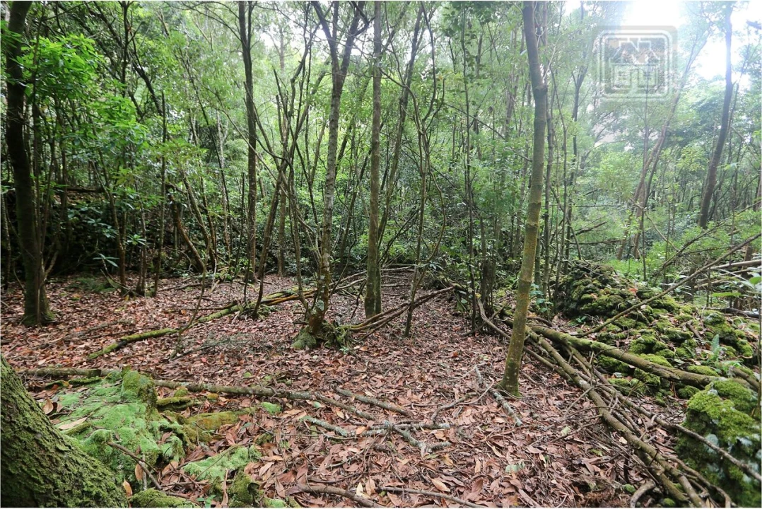 Terreno para Venda em Lagoa (Nossa Senhora do Rosario) Foto 12