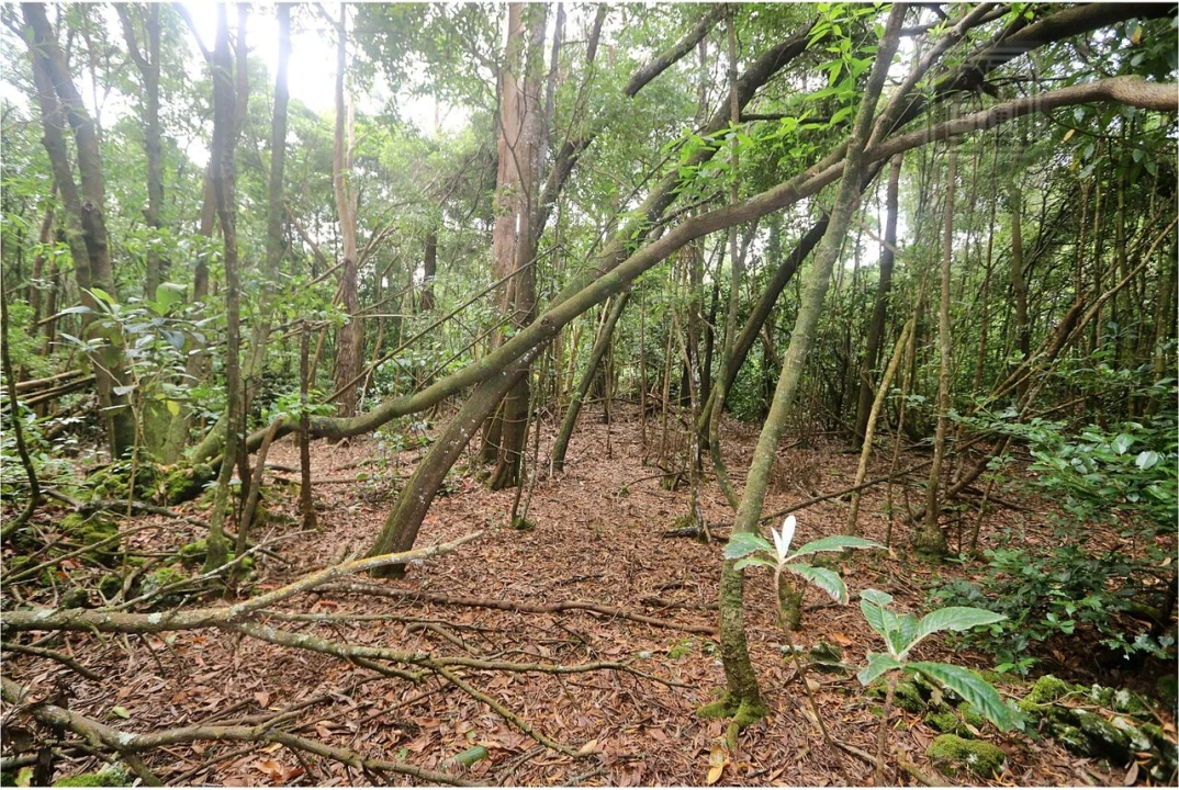 Terreno para Venda em Lagoa (Nossa Senhora do Rosario) Foto 13