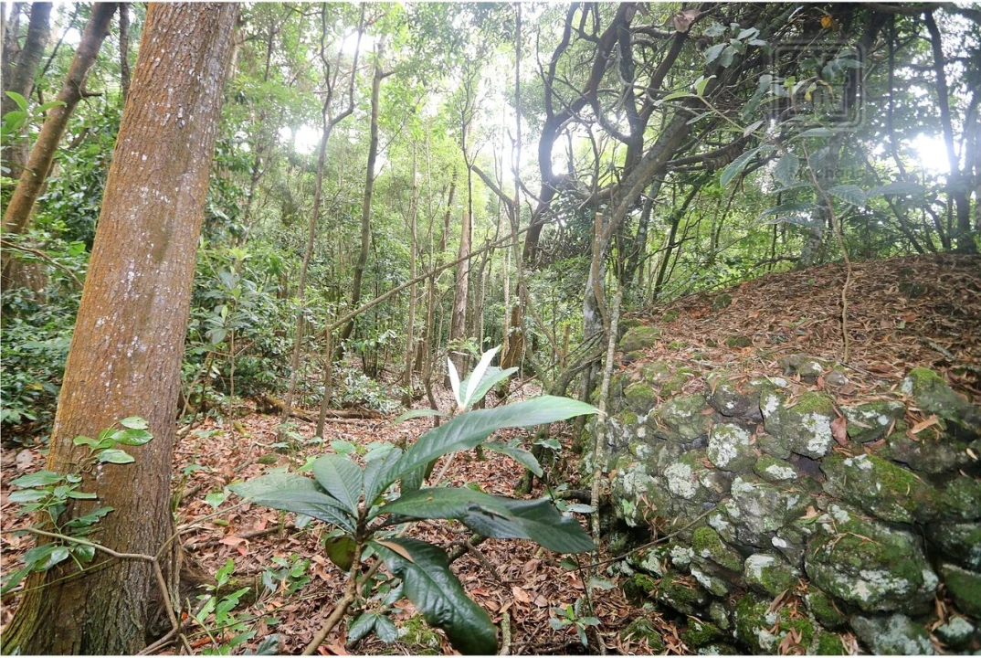 Terreno para Venda em Lagoa (Nossa Senhora do Rosario) Foto 20