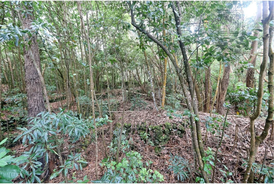 Terreno para Venda em Lagoa (Nossa Senhora do Rosario) Foto 25