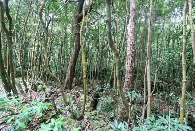 Terreno para Venda em Lagoa (Nossa Senhora do Rosario)