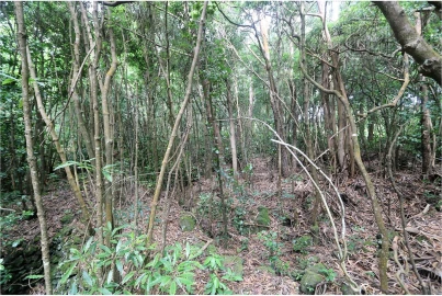 Terreno para Venda em Lagoa (Nossa Senhora do Rosario)