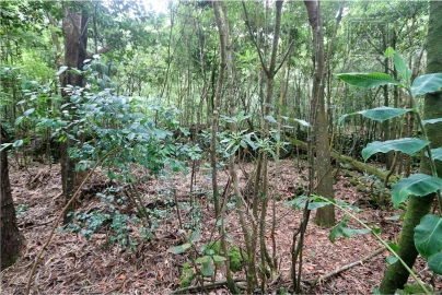 Terreno para Venda em Lagoa (Nossa Senhora do Rosario)
