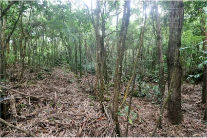 Terreno para Venda em Lagoa (Nossa Senhora do Rosario)