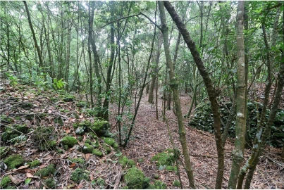 Terreno para Venda em Lagoa (Nossa Senhora do Rosario)