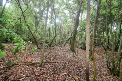 Terreno para Venda em Lagoa (Nossa Senhora do Rosario)