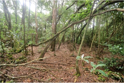 Terreno para Venda em Lagoa (Nossa Senhora do Rosario)