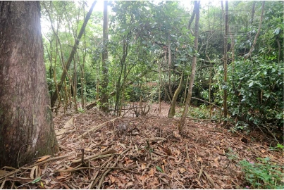Terreno para Venda em Lagoa (Nossa Senhora do Rosario)