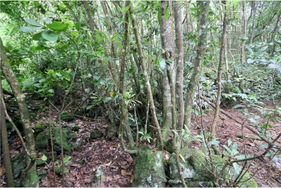Terreno para Venda em Lagoa (Nossa Senhora do Rosario)