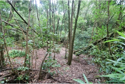 Terreno para Venda em Lagoa (Nossa Senhora do Rosario)