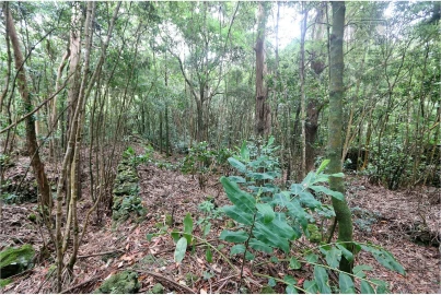 Terreno para Venda em Lagoa (Nossa Senhora do Rosario)
