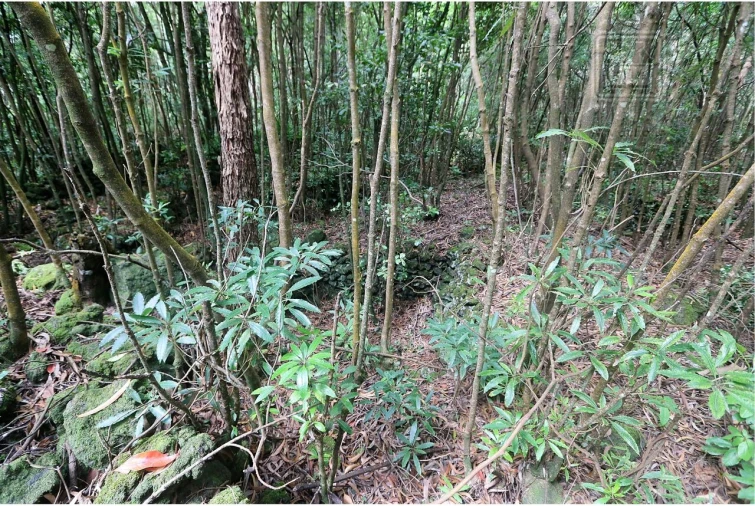 Terreno para Venda em Lagoa (Nossa Senhora do Rosario) Foto 5