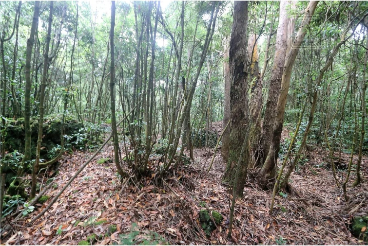 Terreno para Venda em Lagoa (Nossa Senhora do Rosario) Foto 8