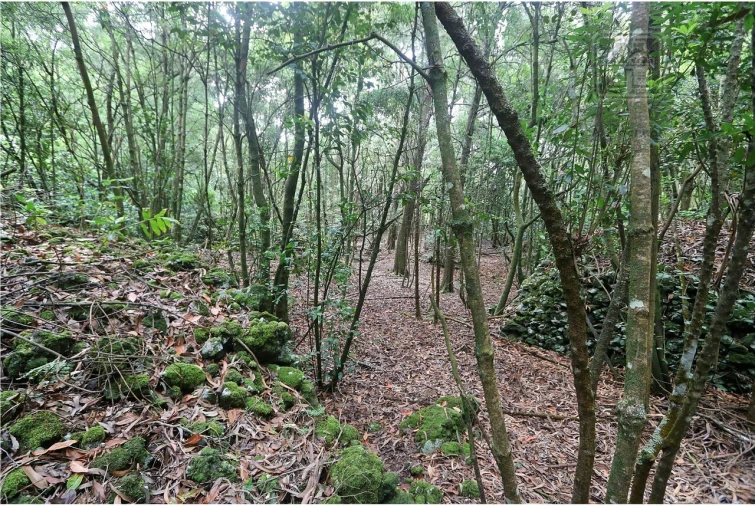 Terreno para Venda em Lagoa (Nossa Senhora do Rosario) Foto 10