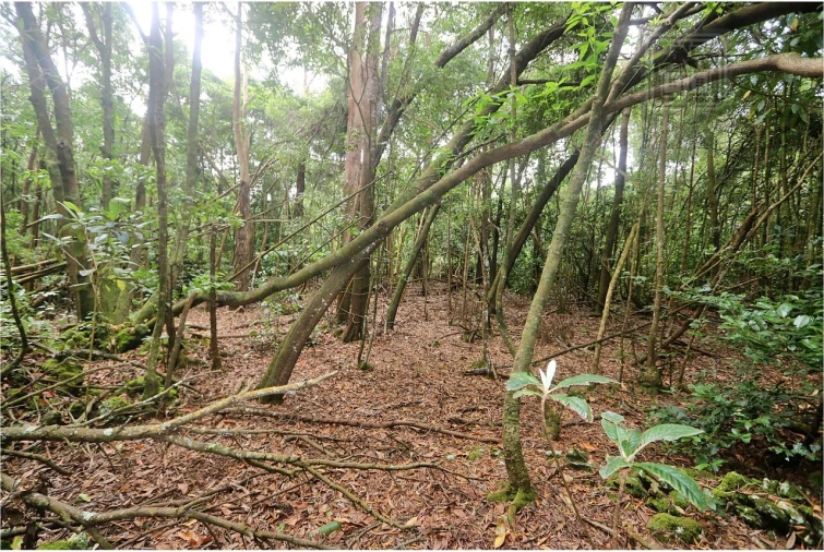 Terreno para Venda em Lagoa (Nossa Senhora do Rosario) Foto 13