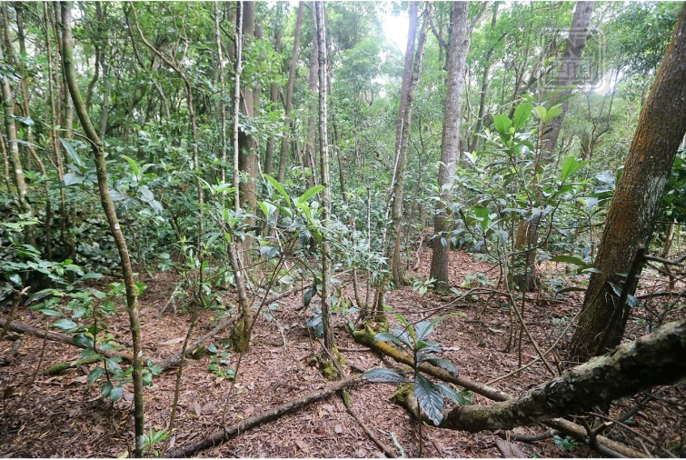 Terreno para Venda em Lagoa (Nossa Senhora do Rosario) Foto 16