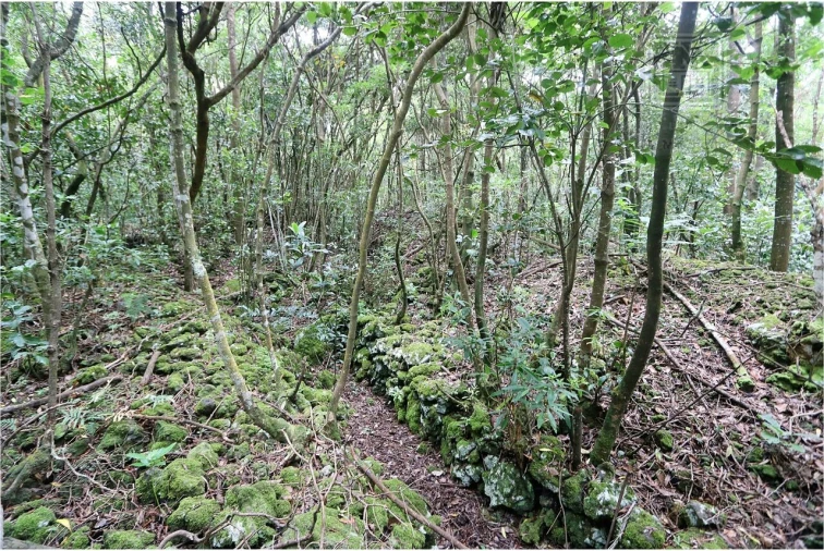 Terreno para Venda em Lagoa (Nossa Senhora do Rosario) Foto 18