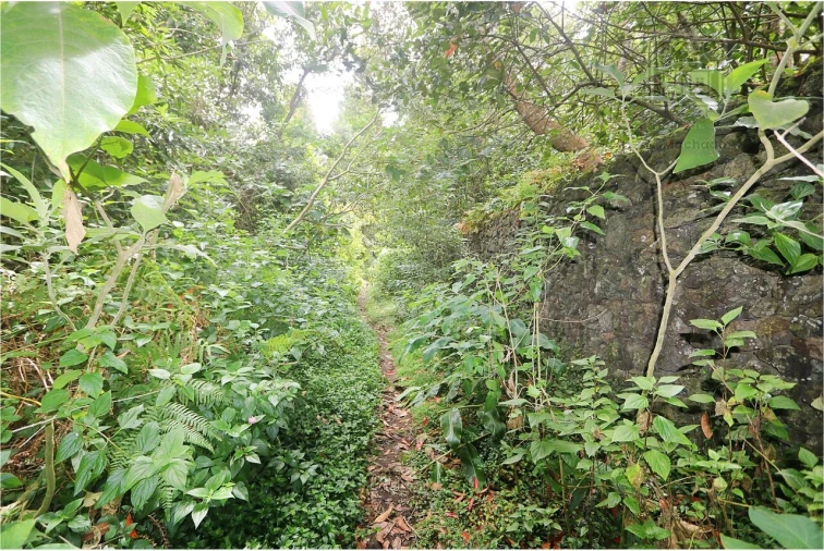 Terreno para Venda em Lagoa (Nossa Senhora do Rosario) Foto 29