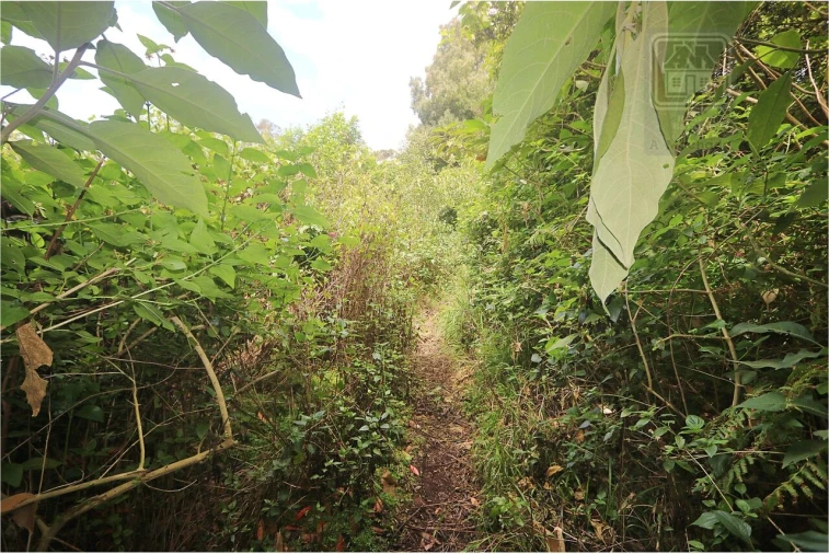 Terreno para Venda em Lagoa (Nossa Senhora do Rosario) Foto 31