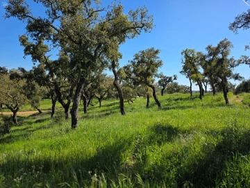 Moradia T2 para Venda em Reliquias