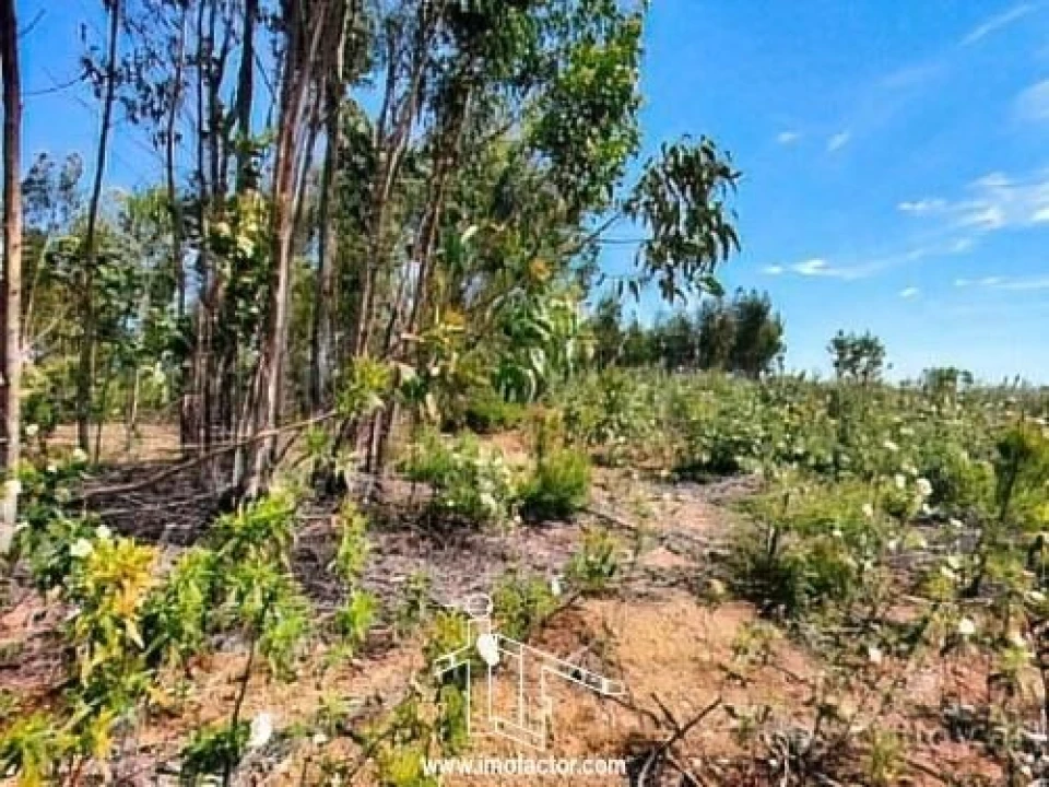 Terreno para Venda em Benquerenças Foto 6