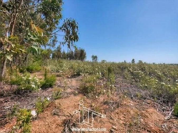 Terreno para Venda em Benquerenças Foto 4