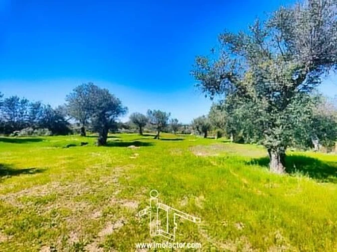 Terreno para Venda em Freixial e Juncal do Campo Foto 9