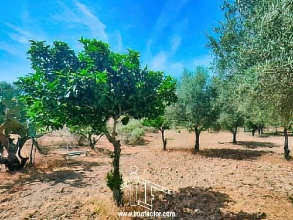Quinta T0 para Venda em Idanha-A-Nova e Alcafozes Foto 13