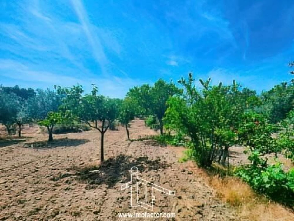 Quinta T0 para Venda em Idanha-A-Nova e Alcafozes Foto 11