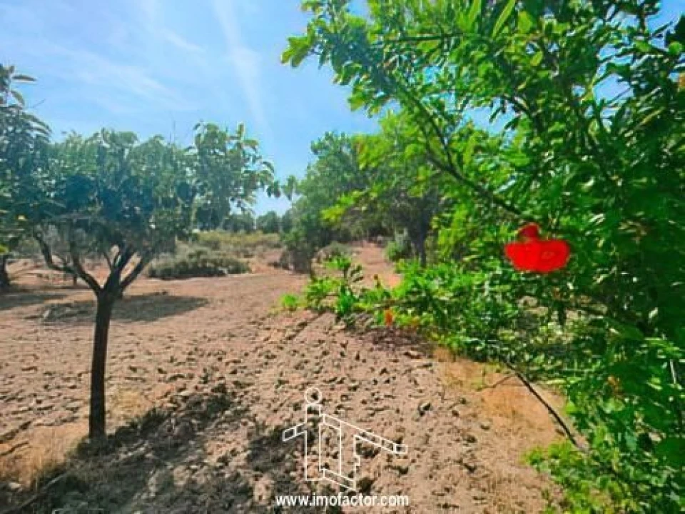 Quinta T0 para Venda em Idanha-A-Nova e Alcafozes Foto 9