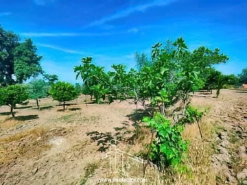 Quinta T0 para Venda em Idanha-A-Nova e Alcafozes