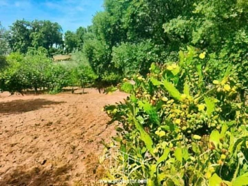 Quinta T0 para Venda em Idanha-A-Nova e Alcafozes