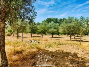 Quinta T0 para Venda em Idanha-A-Nova e Alcafozes